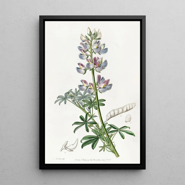Lupin bigarré - Sydenham Edwards — framed artwork on a wall