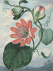 Flower of Passion - Sydenham Edwards — artwork view