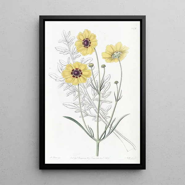 Coreopsis of the dyers perennial - Sydenham Edwards — framed artwork on a wall