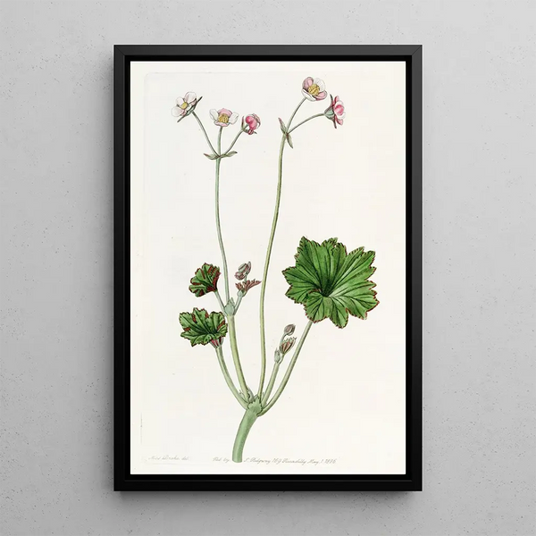 Begonia with petals - Sydenham Edwards — framed artwork on a wall