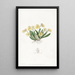 Oncidium pygmée - Sydenham Edwards — framed artwork on a wall