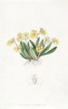 Oncidium pygmée - Sydenham Edwards — artwork view