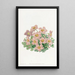 Oxalis by Piotta - Sydenham Edwards — framed artwork on a wall