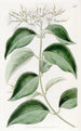 Jasmin à feuilles pointues - Sydenham Edwards — vista de la obra