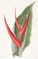 Heliconia poudrée - Sydenham Edwards — vista de la obra