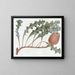 Banksia prostrée - Sydenham Edwards — framed artwork on a wall