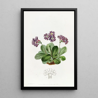 Sydenham Edwards - Purple Auricula.webp