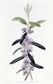 Hovea púrpura - Sydenham Edwards — vista de la obra