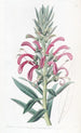 Lobélie pourpre - Sydenham Edwards — artwork view
