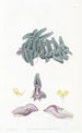 Nanodes Purple Painting - Sydenham Edwards — artwork view