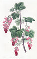 Grosella con flores púrpuras - Sydenham Edwards — vista de la obra