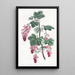 Grosella con flores púrpuras - Sydenham Edwards — cuadro enmarcado en la pared