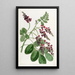 Indigo flower with purple flowers - Sydenham Edwards — framed artwork on a wall