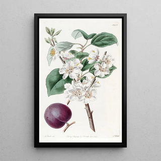 Sydenham Edwards - Purplefruited Apricot.webp