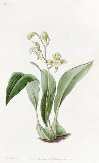 Sydenham Edwards - Racemeflowered Maxillaria.webp