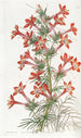 Gilia à pied de corbeau - Sydenham Edwards — artwork view