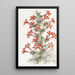 Gilia à pied de corbeau - Sydenham Edwards — framed artwork on a wall
