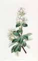 Raphiolepis rouge - Sydenham Edwards — artwork view