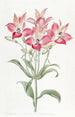 de Alstromeria con flores manchadas de rojo - Sydenham Edwards — vista de la obra