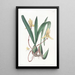 Cymbidium painting with red border - Sydenham Edwards — framed artwork on a wall
