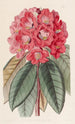 Rhododendron Rollissonii - Sydenham Edwards — vista de la obra