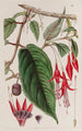 Fucsia enraizado - Sydenham Edwards — vista de la obra