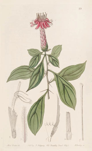 Sydenham Edwards - Rosecoloured Barnadesia.webp