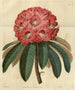 Rhododendron arboricole rose - Sydenham Edwards — artwork view