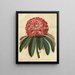 Rhododendron arboricole rose - Sydenham Edwards — framed artwork on a wall