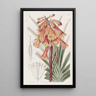 Sydenham Edwards - Roughedged Blandfordia.webp