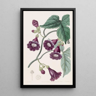 Sydenham Edwards - Royal Purple Gaybine.webp