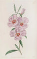 Godetia rougeâtre - Sydenham Edwards — artwork view