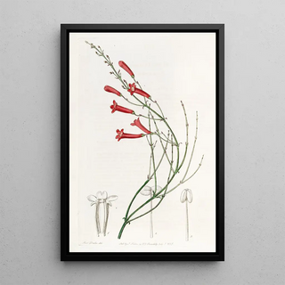 Sydenham Edwards - Rushy Russelia.webp