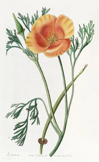 Sydenham Edwards - Saffroncoloured Eschscholtzia.webp
