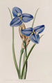 Patersonia saphir - Sydenham Edwards — artwork view