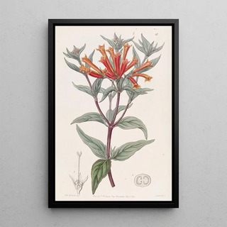 Sydenham Edwards - Scarlet Bouvardia.webp