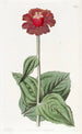 Zinnia escarlata - Sydenham Edwards — vista de la obra