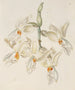 Stanhopea inodore - Sydenham Edwards | Cuadro — vista de la obra