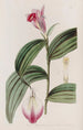 Sobralia a flores sessiles - Sydenham Edwards — vista de la obra