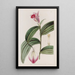 Sobralia a flores sessiles - Sydenham Edwards — cuadro enmarcado en la pared