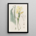 Calathea hirsute - Sydenham Edwards — cuadro enmarcado en la pared