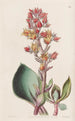 Echeveria de hojas agudas - Sydenham Edwards — vista de la obra