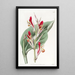 Canna éclatant - Sydenham Edwards — cuadro enmarcado en la pared