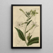 Tabaco de Shiraz - Sydenham Edwards — cuadro enmarcado en la pared