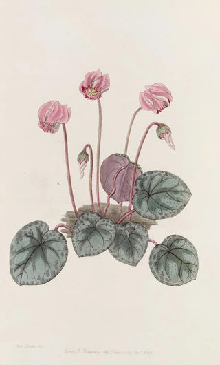 Sydenham Edwards - Shore Cyclamen.webp