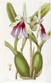 Miltonia brillante - Sydenham Edwards | Cuadro — vista de la obra