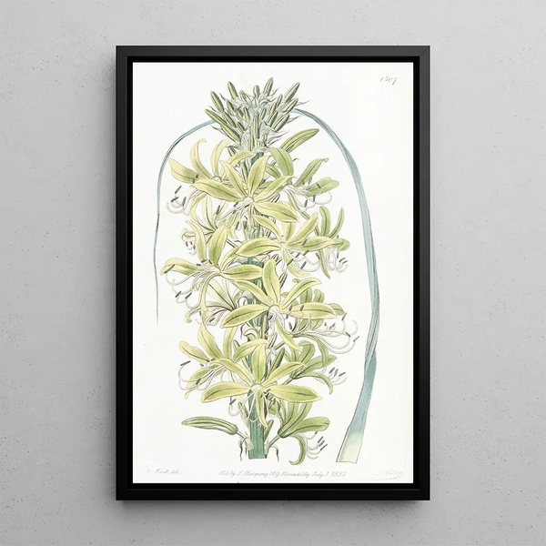 Sydenham Edwards - Siberian Yellow Asphodel.webp