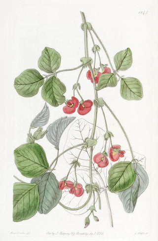 Sydenham Edwards - Sir James Stirlings Kennedya.webp