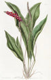 Anthurium elegante - Sydenham Edwards — vista de la obra