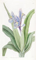 Iris a pequeñas alas - Sydenham Edwards — vista de la obra